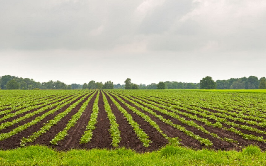 Agrarische sector blijft staande ondanks hogere kosten